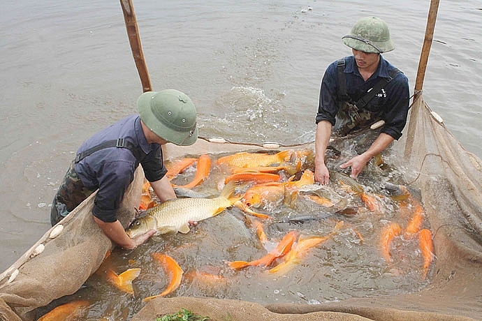 Hà Nội phấn đấu đưa diện tích nuôi trồng thủy sản đạt 24 nghìn ha