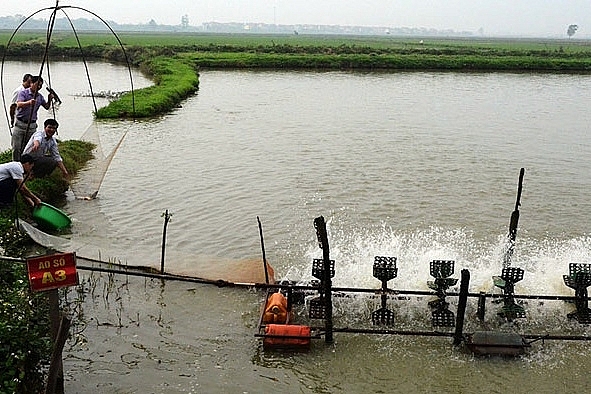 Bắc Ninh: Toàn tỉnh có 75ha diện tích nuôi cá theo tiêu chuẩn VietGAP