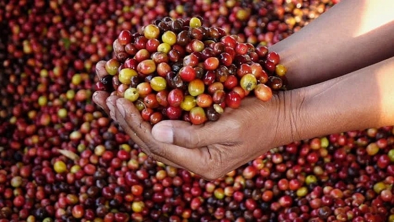 Giá cà phê hôm nay 15/4: Tăng trung bình 400 - 500 đồng/kg