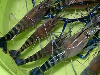 Bảo hộ chỉ dẫn địa lý cho tôm càng xanh 