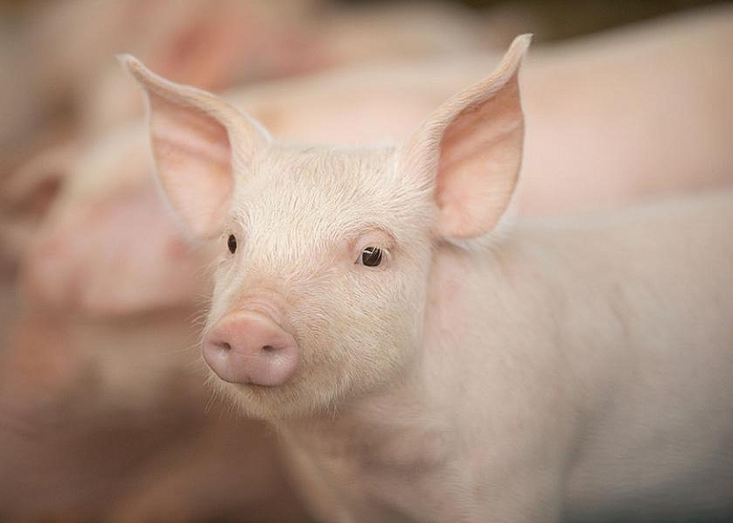 Giá thịt lợn hôm nay 16/4: Nhích nhẹ ở một vài địa phương