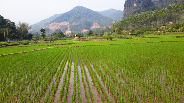 Sơn La: Dự kiến gieo cấy 49.000 ha lúa trong năm 2021