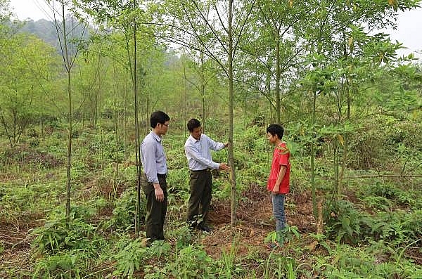 Lào Cai: Xây dựng mô hình trồng rừng và chiết xuất tinh dầu cây màng tang