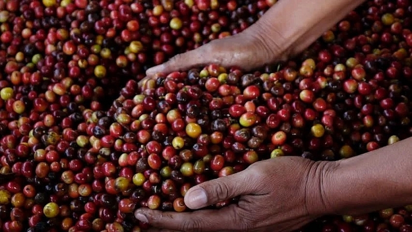 Giá cà phê hôm nay 17/4 giảm trung bình 200 đồng/kg