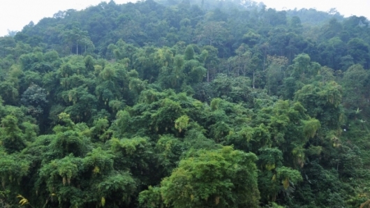 Lào Cai: Tỷ lệ che phủ rừng tăng 1,26%