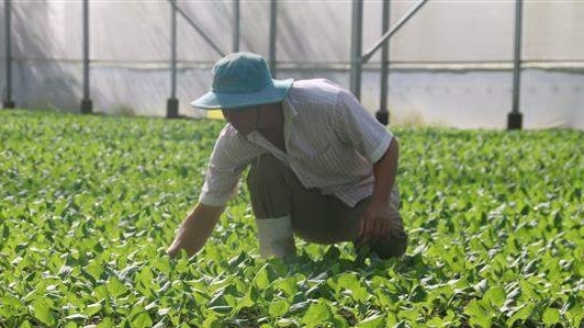 Bà Rịa-Vũng Tàu: Có 65 cơ sở sản xuất trồng trọt ứng dụng công nghệ cao