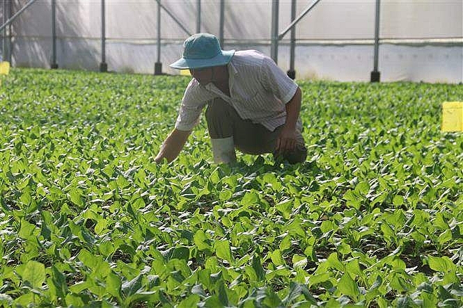 Bà Rịa-Vũng Tàu: Có 65 cơ sở sản xuất trồng trọt ứng dụng công nghệ cao Bà Rịa-Vũng Tàu: Có 65 cơ sở sản xuất trồng trọt ứng dụng công nghệ cao