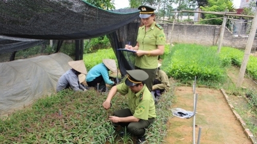 Bắc Giang: Tăng cường nâng cao chất lượng giống cây trồng lâm nghiệp