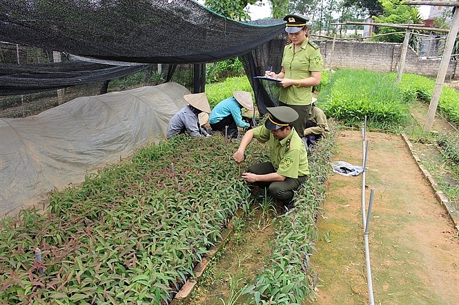 Bắc Giang: Tăng cường nâng cao chất lượng giống cây trồng lâm nghiệp