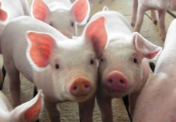 Giá thịt lợn hôm nay 21/4: Đồng loạt giảm trên cả 3 miền