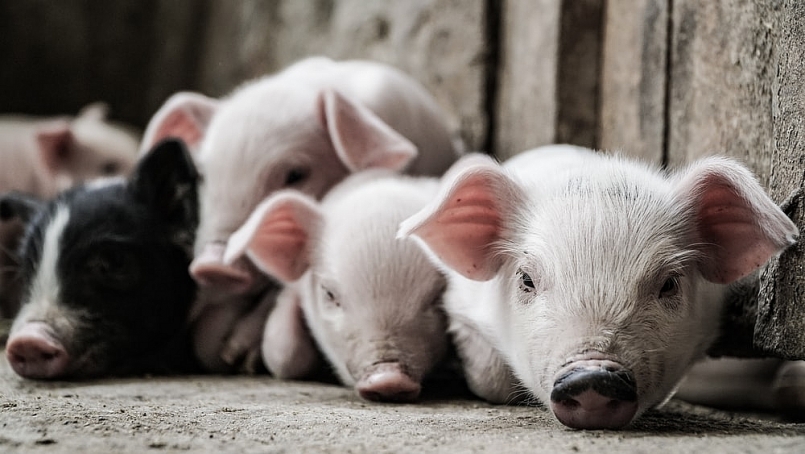 Giá thịt lợn hôm nay 22/4: Tiếp tục giảm trên cả 3 miền