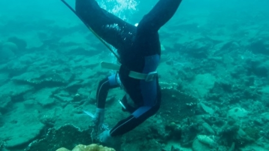 Bà Rịa-Vũng Tàu: Phục hồi thành công san hô tại Côn Đảo