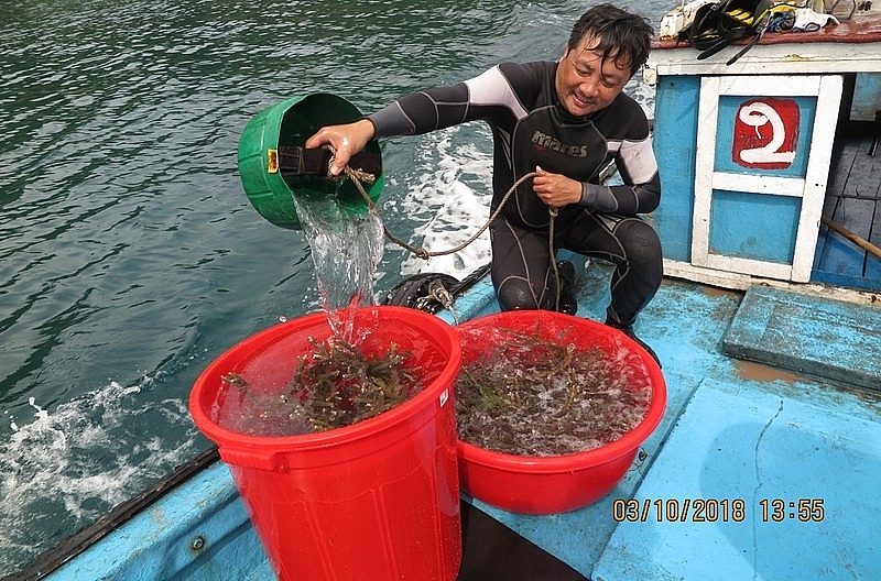 Bà Rịa-Vũng Tàu: Phục hồi thành công san hô tại Côn Đảo