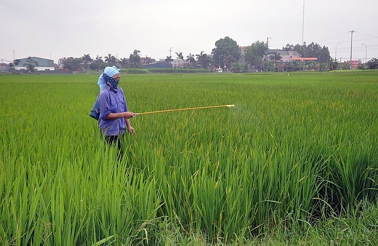 Quảng Bình: Có 1.078 ha lúa Đông - Xuân bị nhiễm khô vằn và rầy nâu