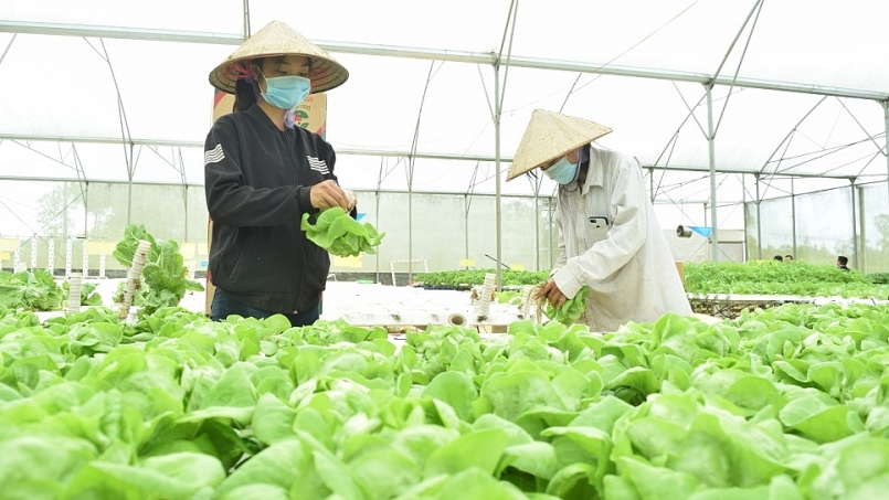 Kon Tum: Tiếp tục chấp thuận chủ trương đầu tư Dự án trang trại nông nghiệp tổng hợp