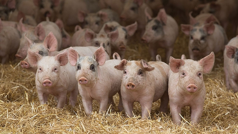 Giá thịt lợn hôm nay 28/4: Điều chỉnh ở một số địa phương