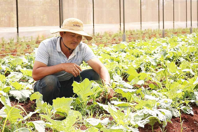 Gia Lai: Phát triển sản xuất rau, hoa và cây ăn quả bền vững