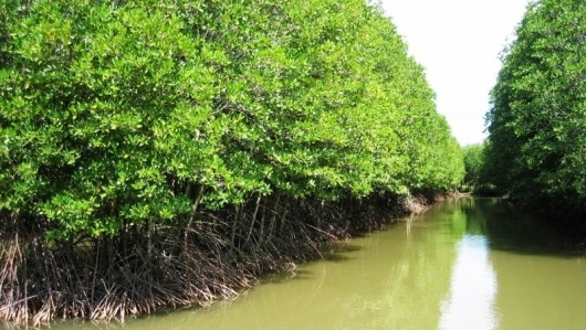 Cà Mau: Nghiên cứu, đánh giá trữ lượng carbon rừng ngập mặn