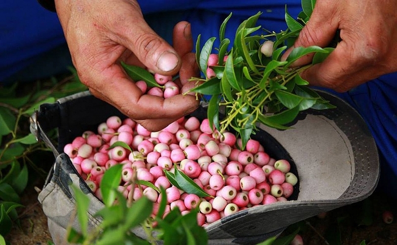 Đà Nẵng: Phát triển đa dạng các phương thức kinh doanh tiêu thụ nông sản theo chuỗi bền vững