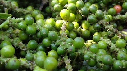 Giá hồ tiêu hôm nay 7/5: Thị trường trong nước tiếp tục đi ngang