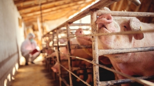 Giá thịt lợn hôm nay 9/5: Dao động trong khoảng 67.000 - 72.000 đồng/kg