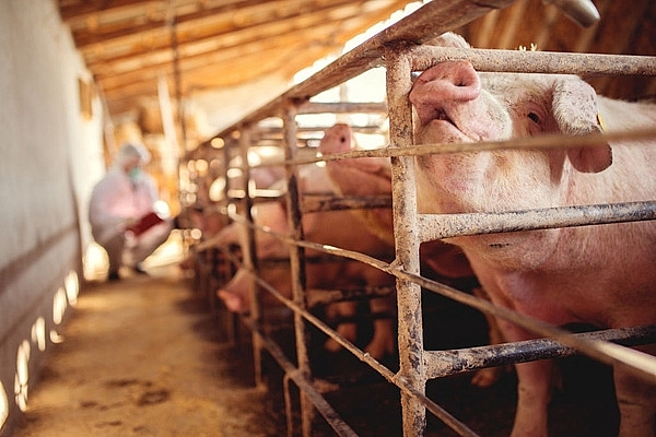 Giá thịt lợn hôm nay 9/5: Dao động trong khoảng 67.000 - 72.000 đồng/kg