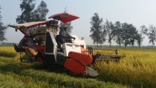 Quảng Trị: Đã thu hoạch được 7.000 ha lúa vụ Đông Xuân