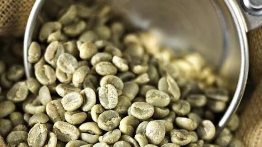 Giá cà phê hôm nay 11/5: Giảm trung bình 500 đồng/kg
