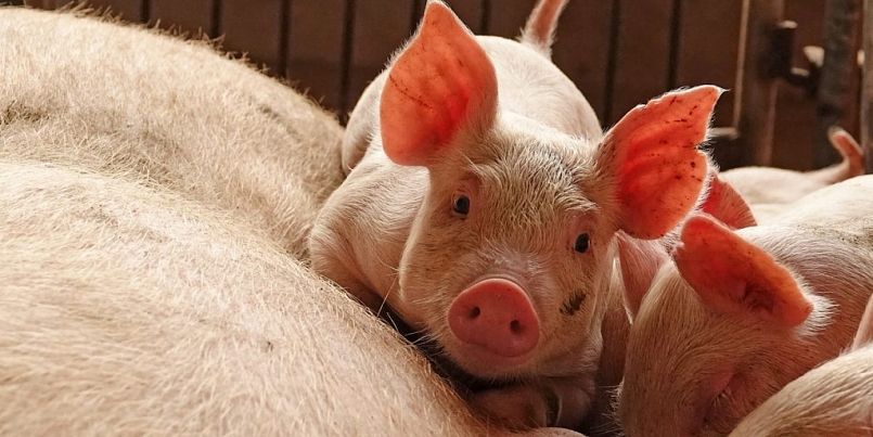 Giá thịt lợn hôm nay 11/5 duy trì đà giảm