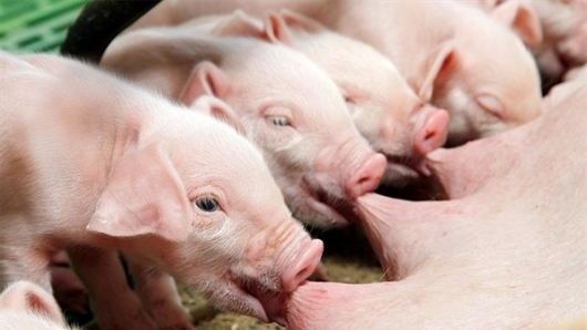 Giá thịt lợn hôm nay 12/5: Tăng trở lại ở nhiều địa phương