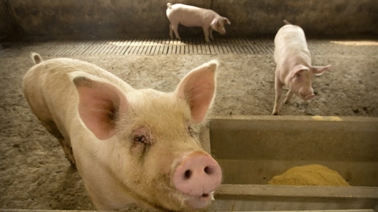 Giá thịt lợn hôm nay 14/5: Giảm rải rác ở một số tỉnh thành