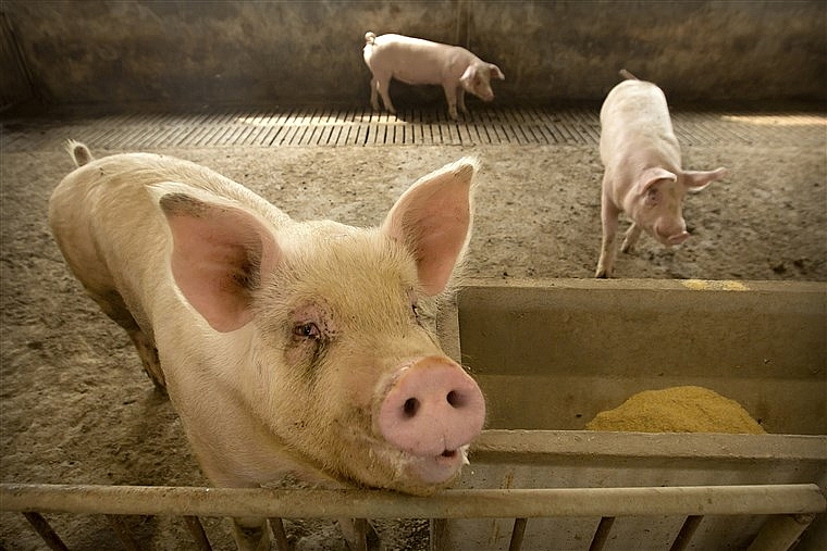 Giá thịt lợn hôm nay 14/5 giảm rải rác ở một số tỉnh thành