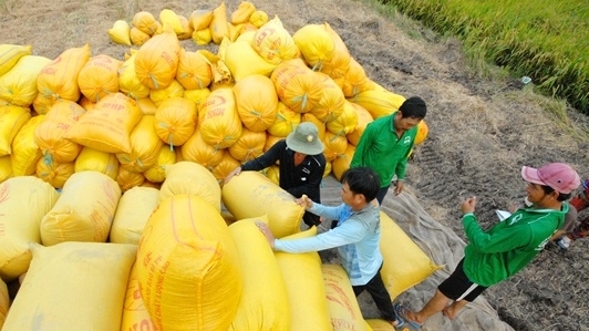 Xuất khẩu gạo sang Philippines đạt 715.717 tấn trong 4 tháng