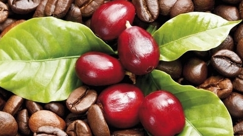 Giá cà phê hôm nay 15/5: Trong nước giảm 600 - 700 đồng/kg