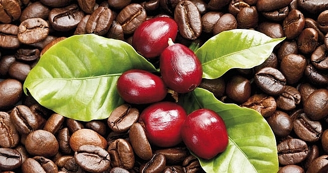 Giá cà phê hôm nay 15/5: Trong nước giảm 600 - 700 đồng/kg