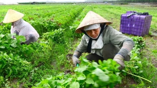 Phú Yên: Cơ cấu lại ngành nông nghiệp giai đoạn 2021-2025