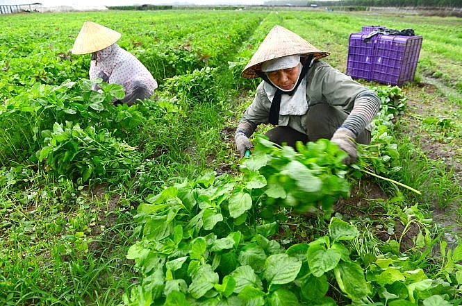 Phú Yên: Cơ cấu lại ngành nông nghiệp giai đoạn 2021-2025