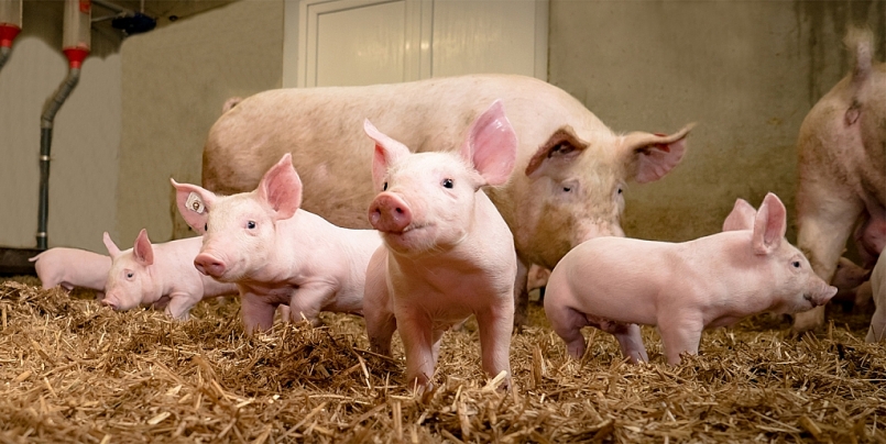 Giá thịt lợn hôm nay 23/5: Cao nhất là 69.000 đồng/kg.