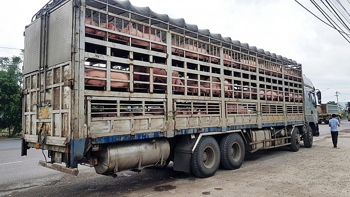 Bộ Công thương khuyến cáo xuất khẩu lợn sang Campuchia cần đáp ứng đầy đủ yêu cầu kiểm dịch