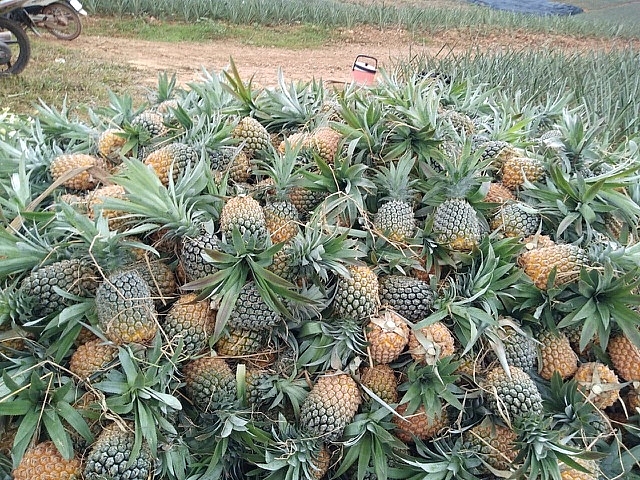 Bắc Giang triển khai các biện pháp hỗ trợ tiêu thụ nông sản