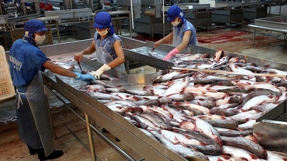 Xuất khẩu cá tra sang Trung Quốc trong 4 tháng đầu năm đạt hơn 117 triệu USD