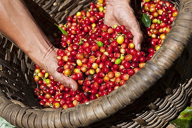 Giá cà phê hôm nay 27/5, tại thị trường trong nước tăng trung bình 300 đồng/kg