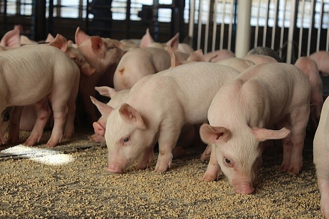 Giá thịt lợn hôm nay 28/5: Biến động tại một số tỉnh thành