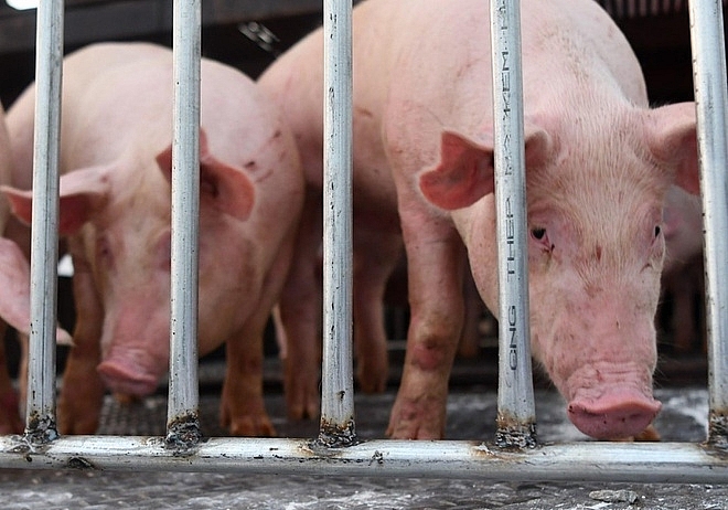 tạm ngừng nhập khẩu lợn sống để giết mổ làm thực phẩm từ Thái Lan vào Việt Nam.