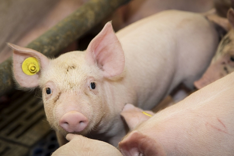 Giá thịt lợn hôm nay 31/5: Điều chỉnh tăng ở một số tỉnh phía Nam