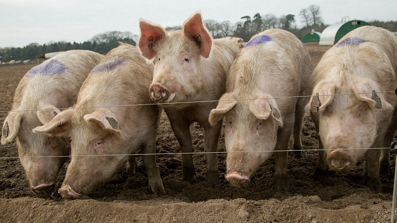 Giá thịt lợn hôm nay 3/6: Điều chỉnh nhẹ tại hai miền Nam-Bắc