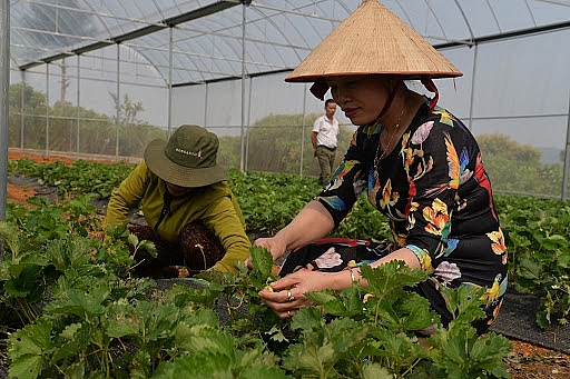 Sơn La phấn đấu đến năm 2025 đạt tốc độ tăng trưởng giá trị sản xuất trồng trọt bình quân đạt 4,0-5,0%/năm