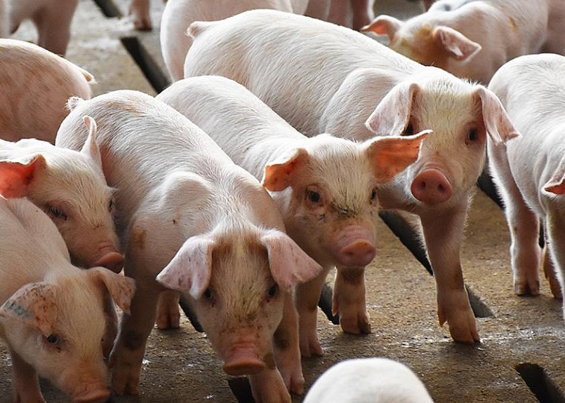 Giá thịt lợn hôm nay 7/6: Điều chỉnh nhẹ tại một số địa phương