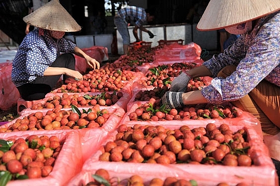 Bắc Ninh: Tạo điều kiện thuận lợi trong vận chuyển, lưu thông nông sản của tỉnh Bắc Giang