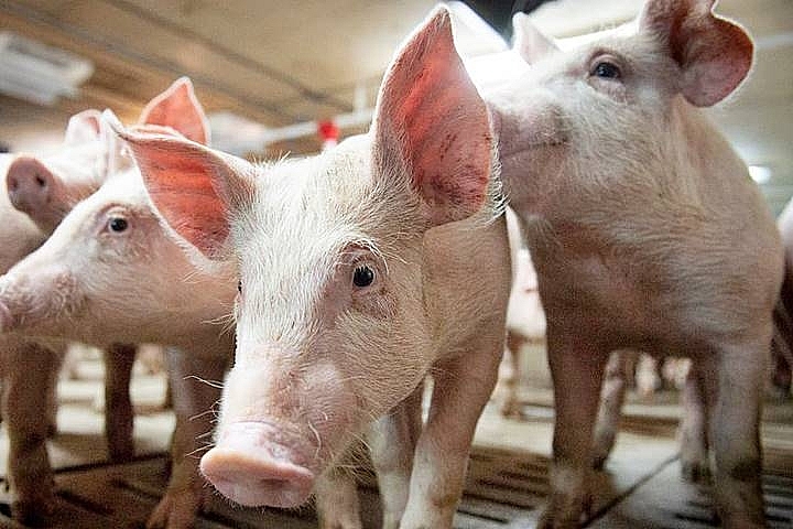 Giá lợn hơi tháng 5 giảm mạnh do nhu cầu tiêu thụ chậm
